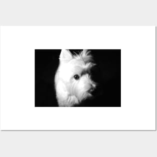 Westie Posters and Art